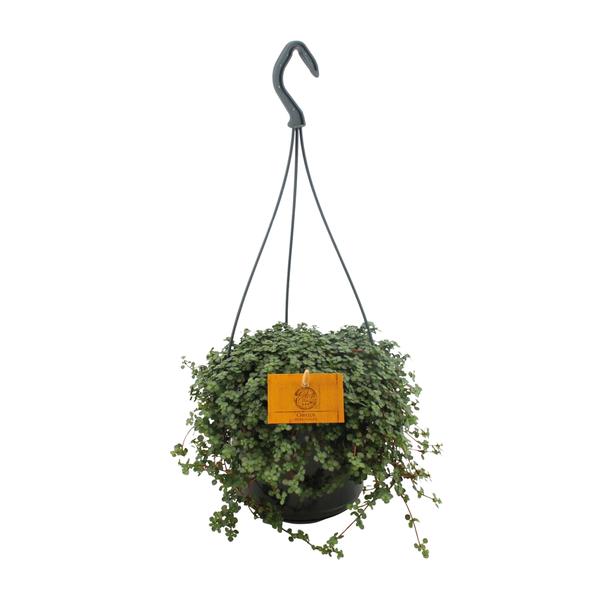 Pilea Glauca 15cm HP – Ø15cm – ↕25cm