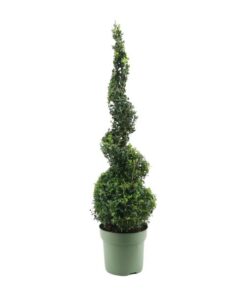 Buxus Semp. Spiral 70cm – Ø23cm – ↕90cm