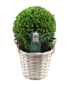 Ilex Crenata ‚Jenny’® Ball Ø20cm P17 In Basket – Ø19cm – ↕40cm