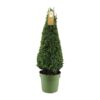 Buxus Semp. Pyramid 55cm P21 – Ø21cm – ↕75cm