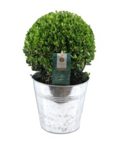 Ilex Crenata ‚Jenny’® Ball Ø20cm P17 In Zinc Old-Look – Ø19cm – ↕40cm