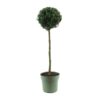 Buxus Semp. Mono-Ball – Ø23cm – ↕85cm