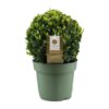 Buxus Semp. Ball Ø25cm P21 – Ø21cm – ↕40cm