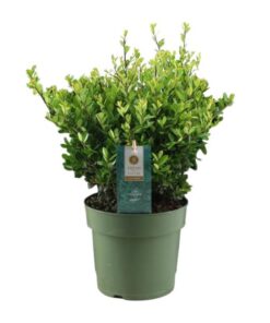 Ilex Crenata ‚Jenny’® P17 – Ø17cm – ↕35cm