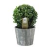 Buxus Semp. Ball Ø20cm P17 In Wood – Ø19cm – ↕35cm