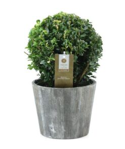 Buxus Semp. Ball Ø20cm P17 In Wood – Ø19cm – ↕35cm