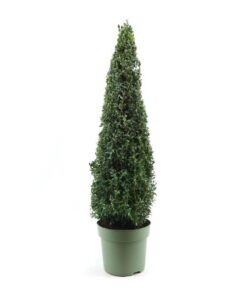 Buxus Semp. Pyramid 70cm – Ø23cm – ↕90cm