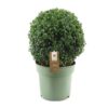 Buxus Semp. Ball Ø32cm P24 – Ø24cm – ↕46cm