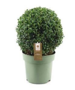 Buxus Semp. Ball Ø32cm P24 – Ø24cm – ↕46cm