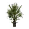 Chamaerops Humilis struik – 200 cm – ø40