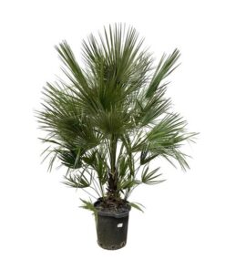 Chamaerops Humilis struik – 200 cm – ø40