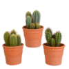 Cereus-Mischung 10,5 cm – 3x – in Terrakotta Topf