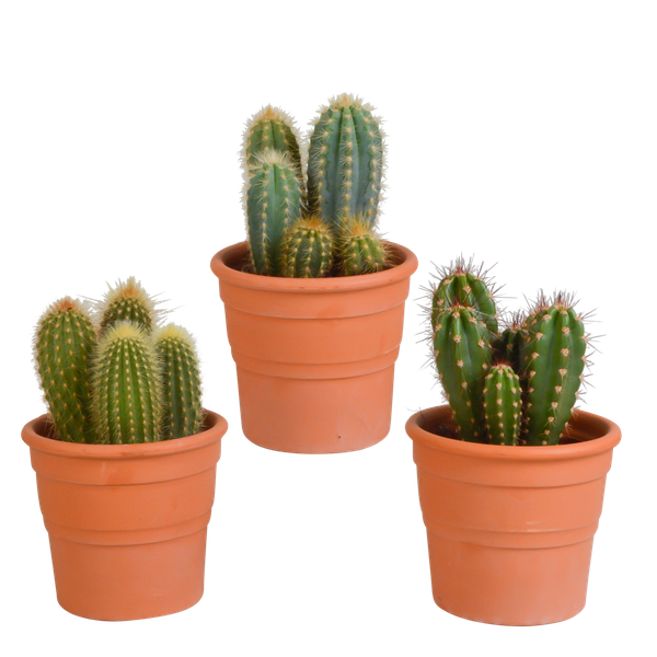 Cereus-Mischung 10,5 cm – 3x – in Terrakotta Topf