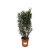 Nerium Oleander struik – 180cm- Ø40