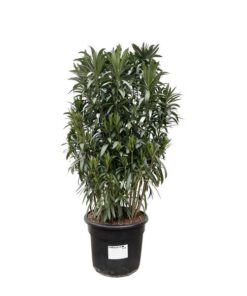 Nerium Oleander struik – 190cm- Ø55