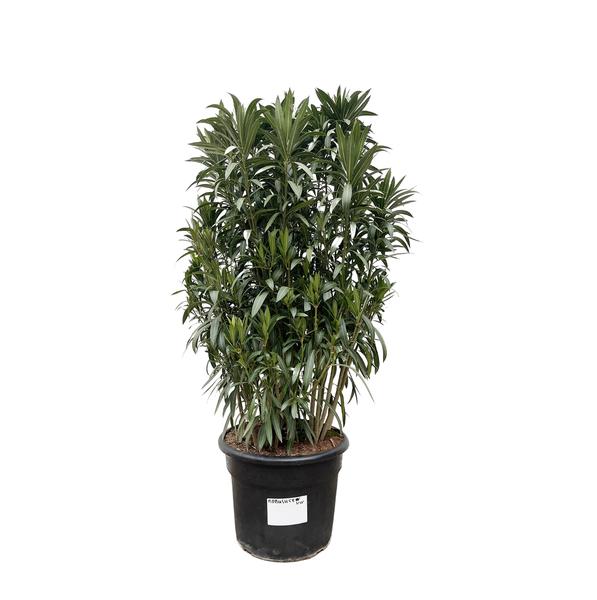 Nerium Oleander struik – 190cm- Ø55