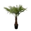 Trachycarpus – 235cm- Ø45