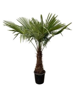 Trachycarpus – 235cm- Ø45