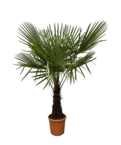 Trachycarpus – 180cm- Ø30