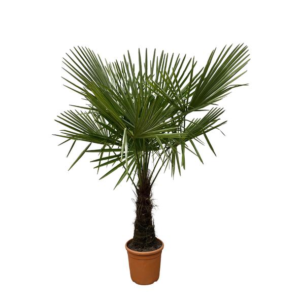 Trachycarpus – 180cm- Ø30