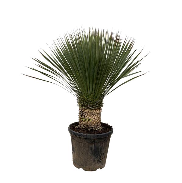 Yucca Rostrata – 120cm- Ø35