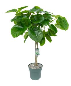 Ficus Umbellata (Gevlochten) – Ø27cm – ↕120cm