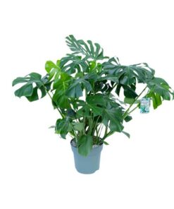 Monstera Deliciosa – Ø30cm – ↕100cm