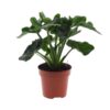 Philodendron Atom – Ø12cm – ↕25cm