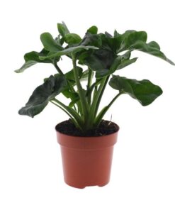 Philodendron Atom – Ø12cm – ↕25cm