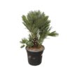 Chamaerops Humilis compact – 100cm – ø45