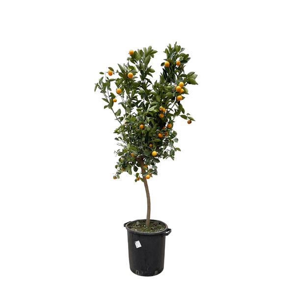 Citrus Calamondin – 200 cm – ø40