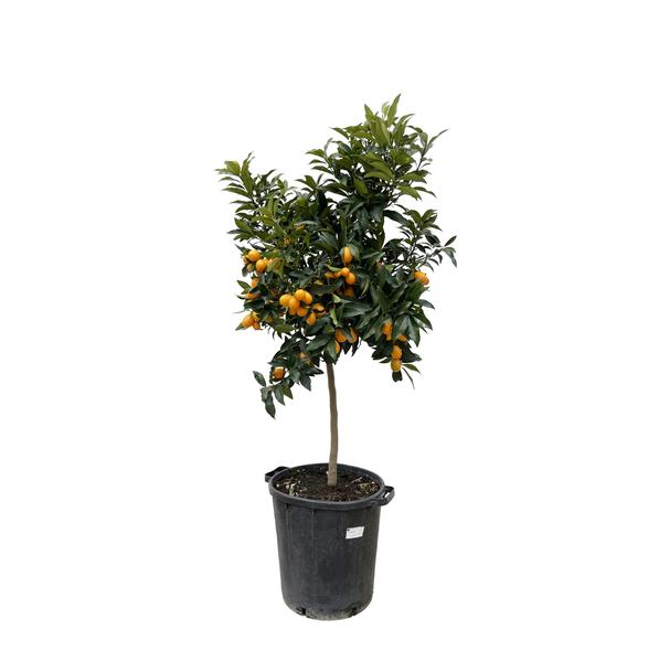 Citrus Kumquat – 150 cm – ø40