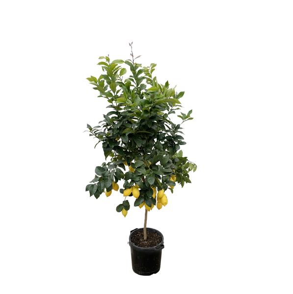 Citrus Lemon – 200cm – ø40