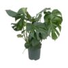 Monstera Deliciosa – Ø24cm – ↕80cm