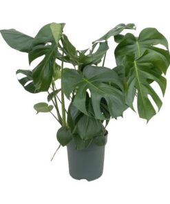 Monstera Deliciosa – Ø24cm – ↕80cm