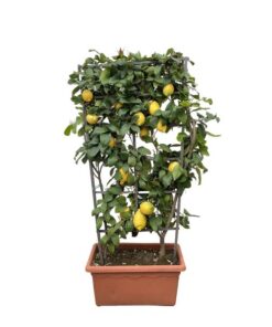 Citrus Lemon op rek – 160cm – ø60