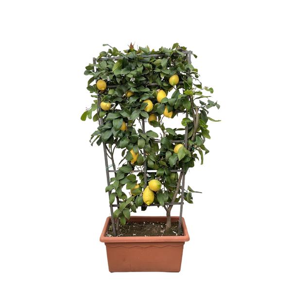 Citrus Lemon op rek – 160cm – ø60