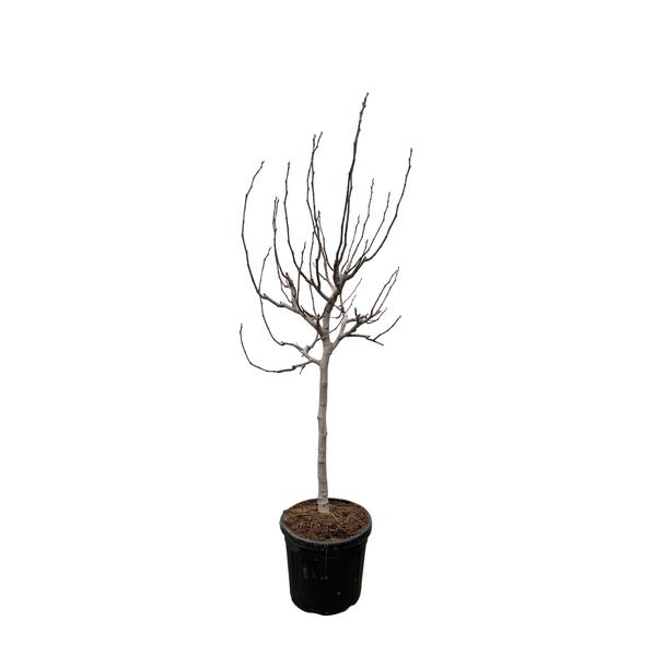 Ficus Carica op stam – 225 cm – ø40