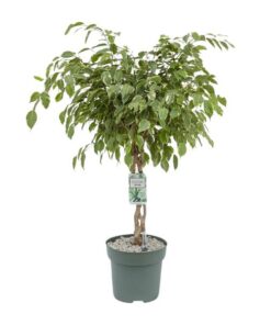 Ficus Safrana / Golden King – Ø27cm – ↕100cm