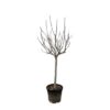 Ficus Carica op stam – 250 cm – ø45