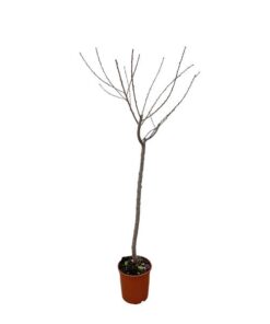 Juglans walnoot – 170 cm – ø27