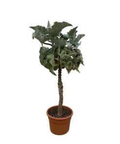 Kalanchoë Beharensis stam – 180 cm – ø45