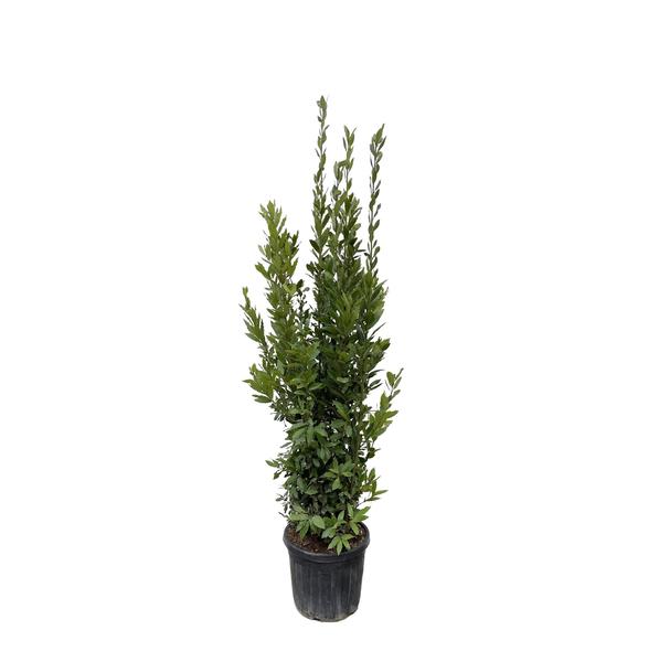 Laurus Nobilis struik – 180 cm – ø40