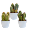 Cereus-Mischung 10,5 cm – 3x – in weißem Topf