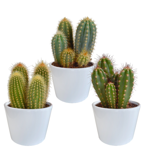 Cereus-Mischung 10,5 cm – 3x – in weißem Topf