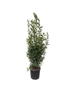 Laurus Nobilis struik – 210 cm – ø50