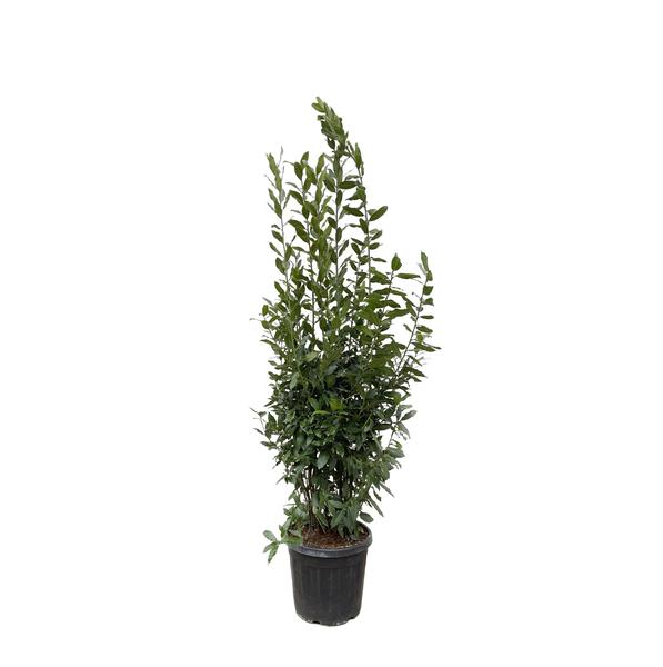 Laurus Nobilis struik – 210 cm – ø50