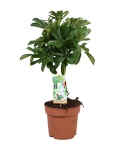 Schefflera Nora – Gevlochten Stam – Ø17cm – ↕60cm