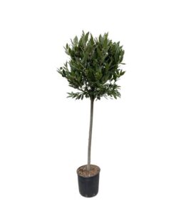 Laurus Nobilis stam – 180 cm – ø40