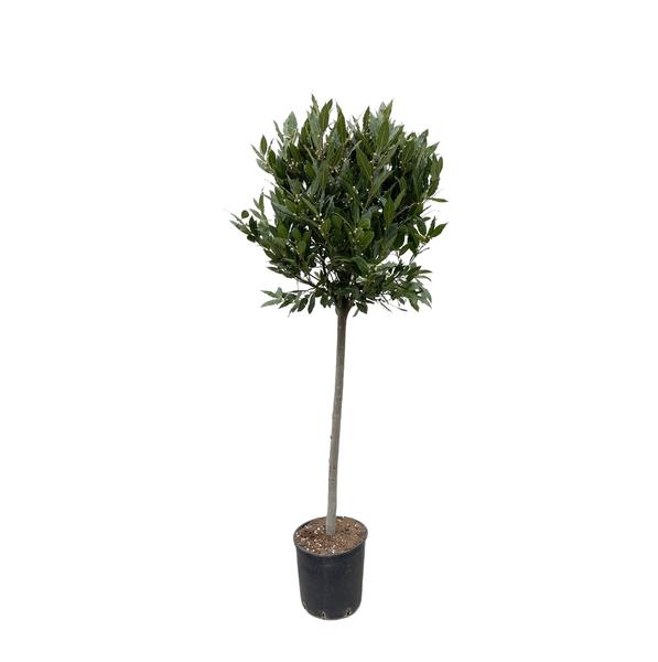 Laurus Nobilis stam – 180 cm – ø40